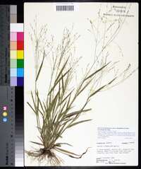 Panicum philadelphicum image