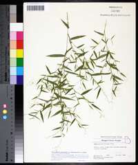 Dichanthelium dichotomum var. ramulosum image