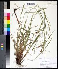 Carex venusta image