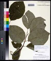 Magnolia acuminata image