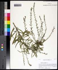 Liatris gracilis image