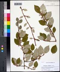 Elaeagnus pungens image