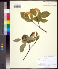 Cornus sericea subsp. sericea image