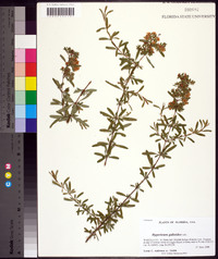 Hypericum galioides image