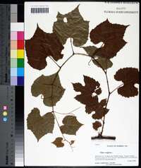 Vitis vulpina image