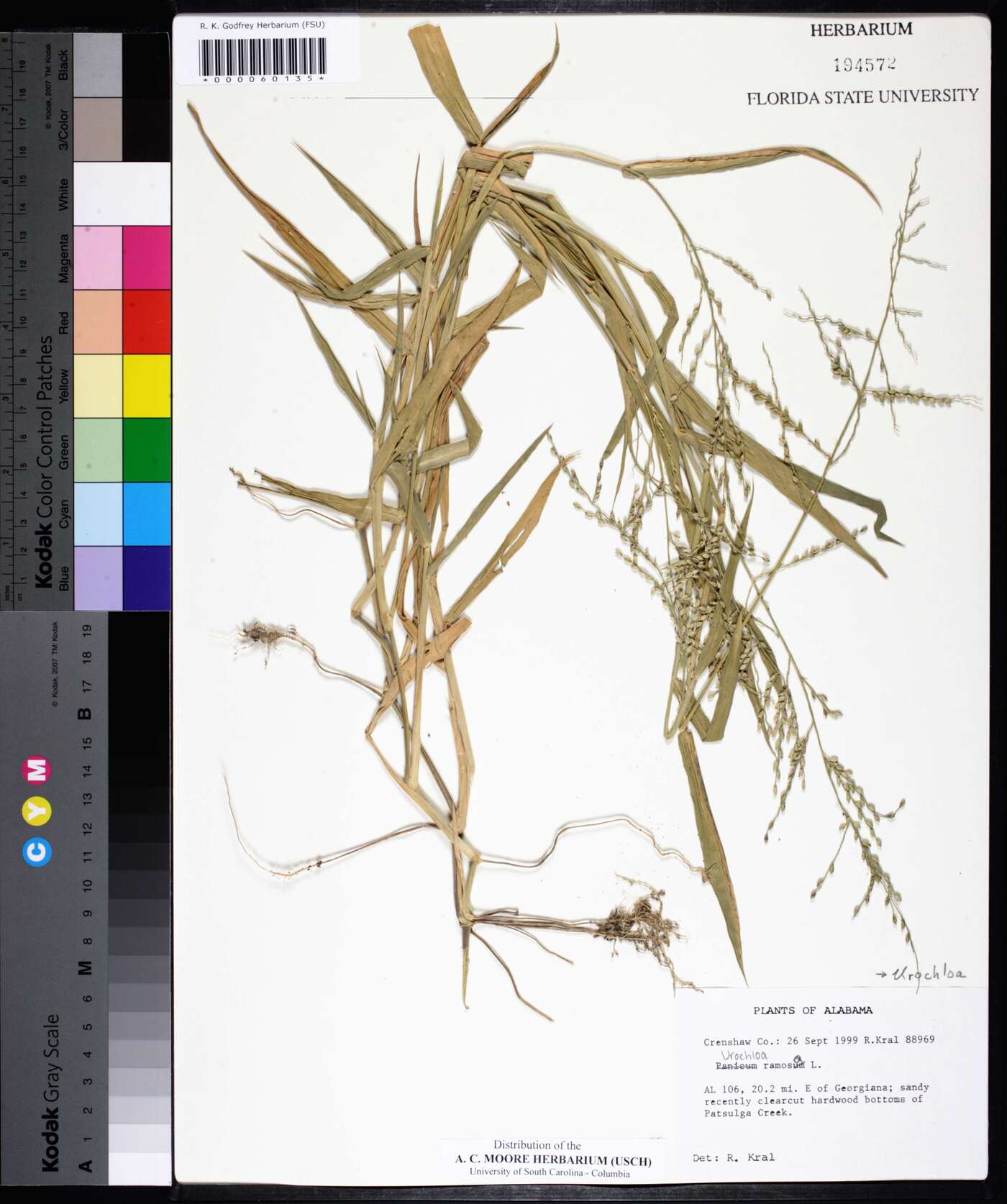 Urochloa ramosa image