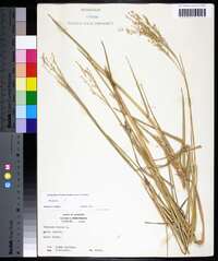 Panicum repens image