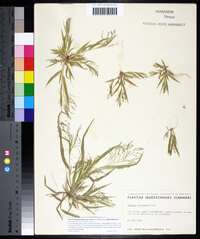 Panicum philadelphicum image