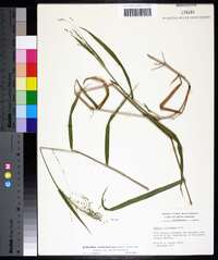 Kellochloa verrucosa image