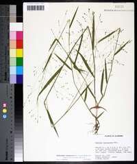 Kellochloa verrucosa image