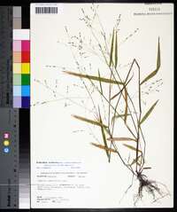 Kellochloa verrucosa image