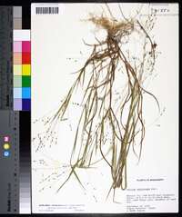 Kellochloa verrucosa image