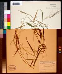 Kellochloa verrucosa image