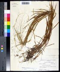 Kellochloa verrucosa image