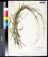 Kellochloa verrucosa image