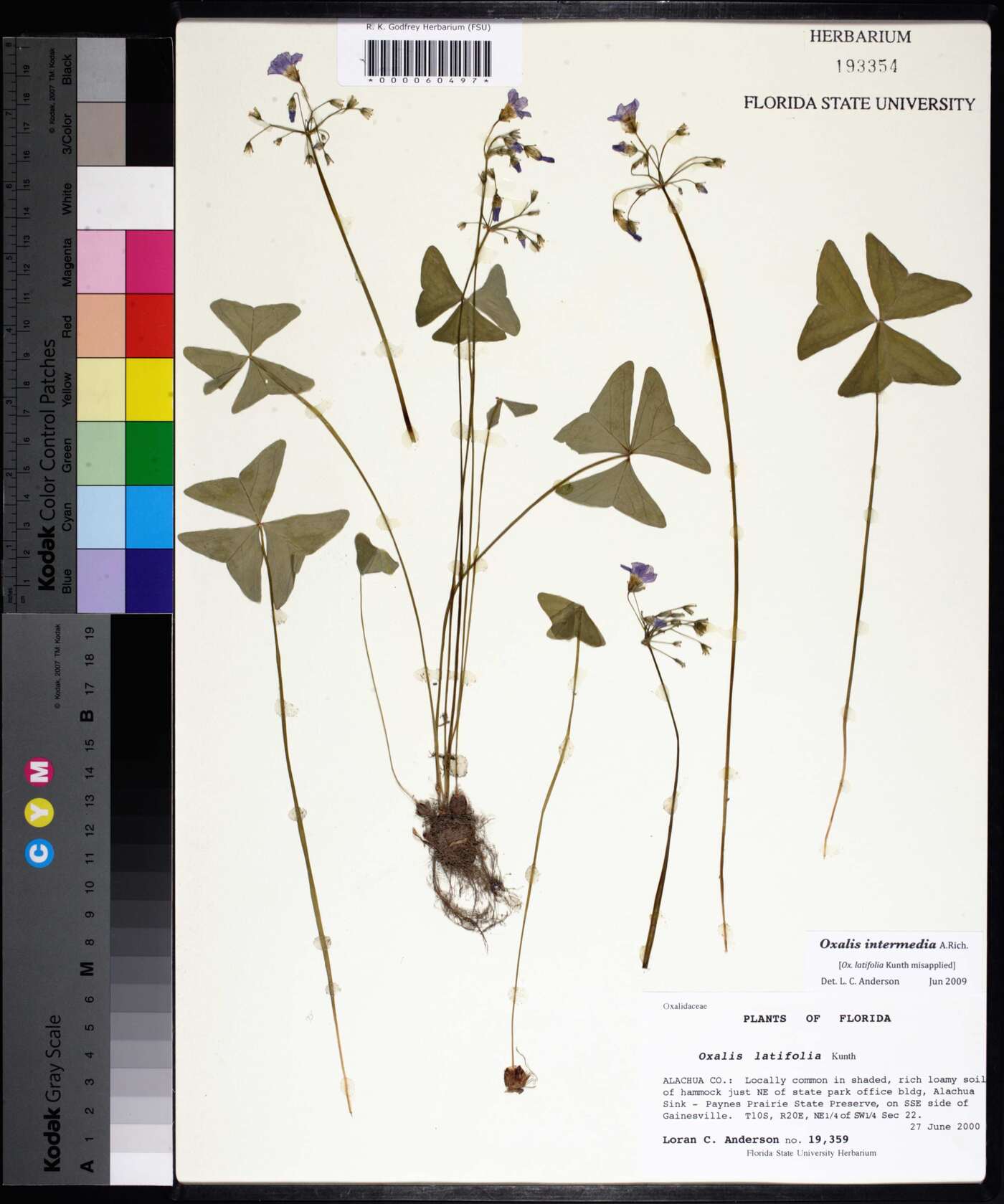 Oxalis intermedia image