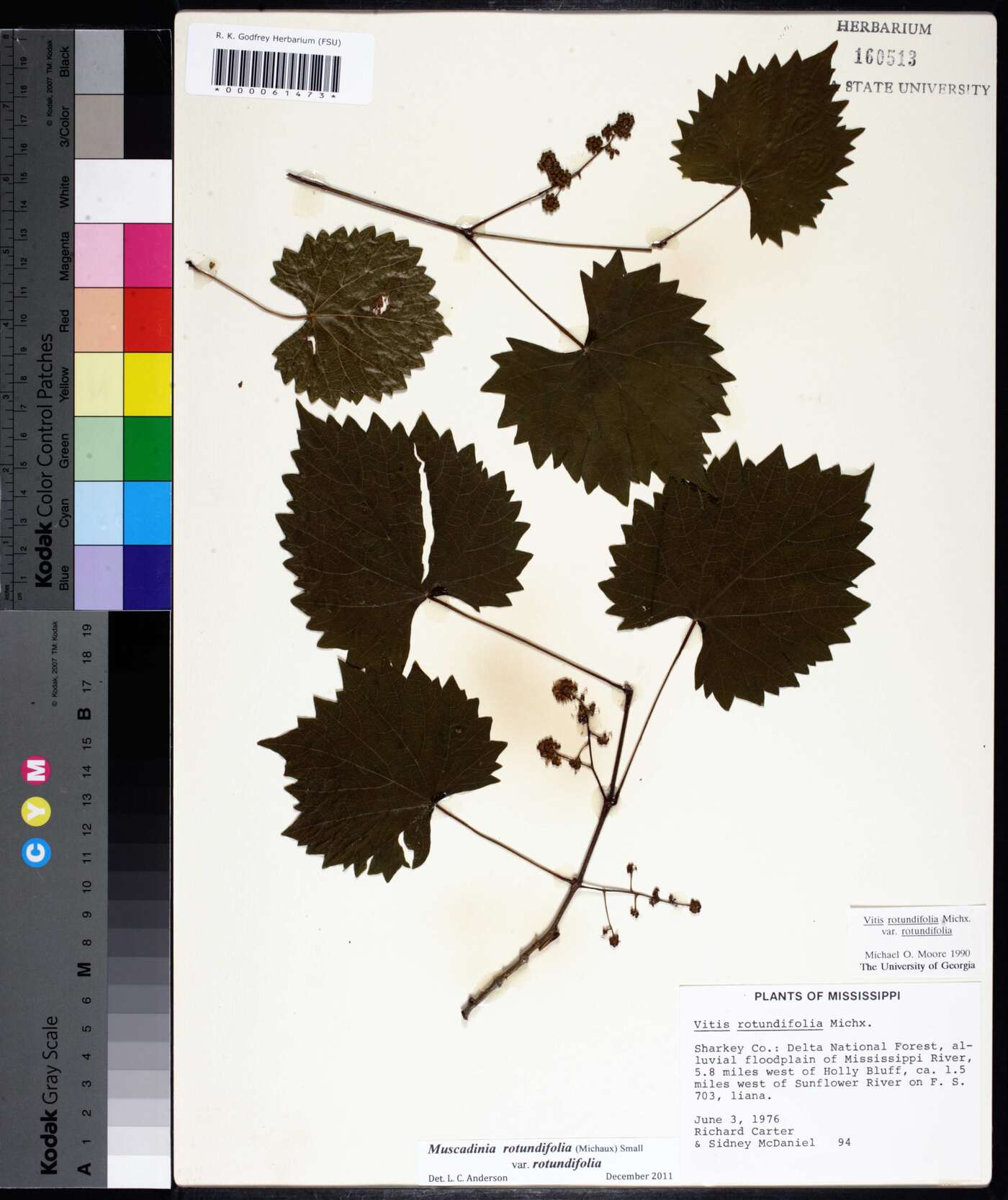 Muscadinia rotundifolia var. rotundifolia image