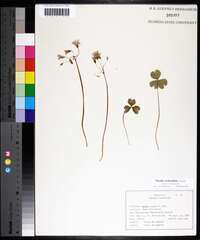 Oxalis articulata image