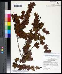 Vitis rotundifolia image