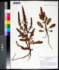 Rumex obovatus image