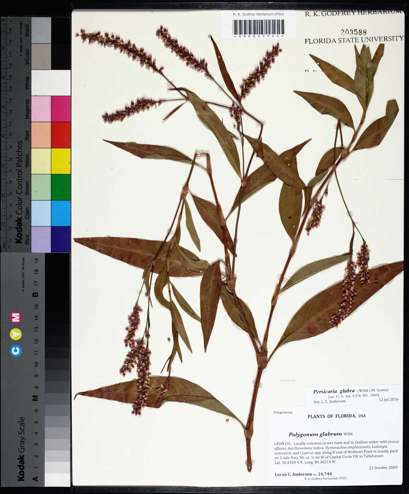 Persicaria glabra image