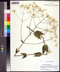 Sabatia macrophylla image