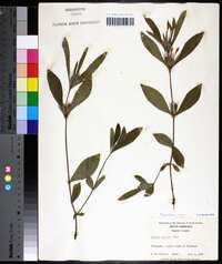 Ruellia caroliniensis subsp. ciliosa image