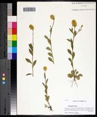 Polygala lutea image