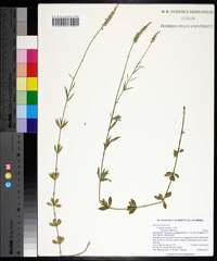 Polygala boykinii image