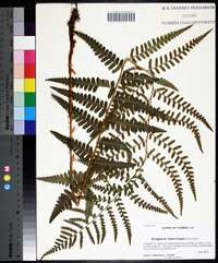 Dryopteris ludoviciana image