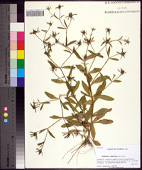 Sabatia calycina image