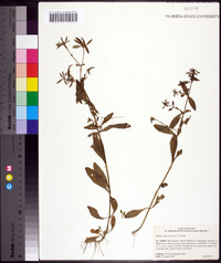 Sabatia calycina image