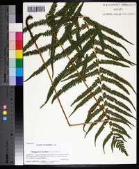 Thelypteris kunthii image