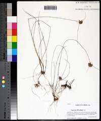 Cyperus filiculmis image