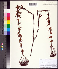 Hypericum cistifolium image