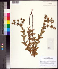 Hypericum myrtifolium image