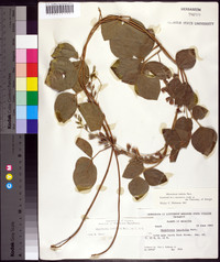 Rhynchosia latifolia image