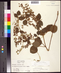 Rhynchosia latifolia image