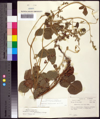 Rhynchosia latifolia image