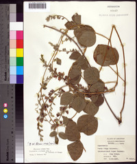 Rhynchosia latifolia image