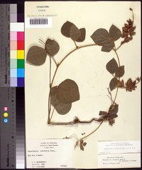 Rhynchosia latifolia image