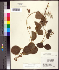 Rhynchosia latifolia image