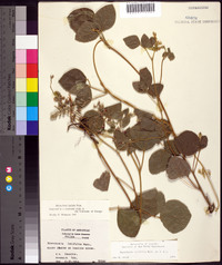 Rhynchosia latifolia image