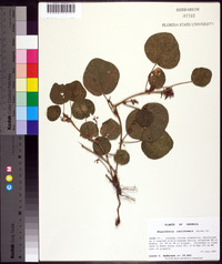 Rhynchosia reniformis image