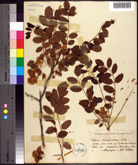 Robinia elliottii image