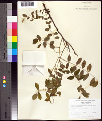 Robinia elliottii image