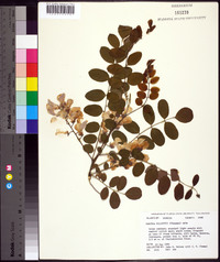 Robinia elliottii image