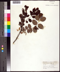 Robinia elliottii image