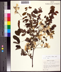 Robinia elliottii image