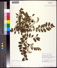 Robinia hartwegii image